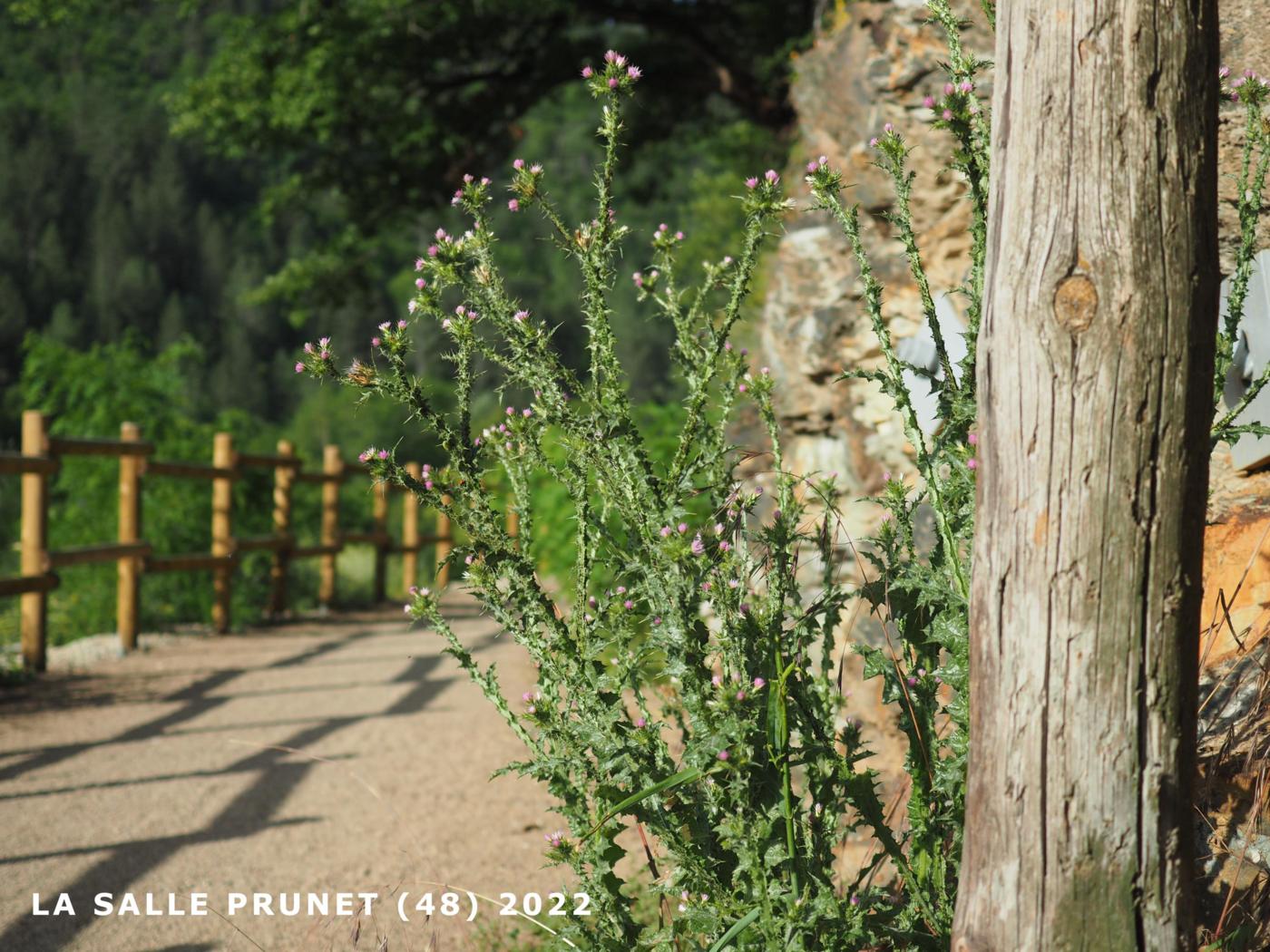 Thistle, Slender plant